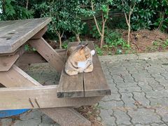 -汉拿树木园