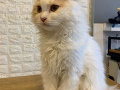 -平行世界·猫咖(首经贸店)