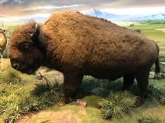 -陕西自然博物馆