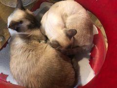-Cappucimeow猫咪咖啡馆(韦伯时代店)