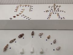 -青岛贝壳博物馆