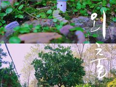 -合肥滨湖国家森林公园