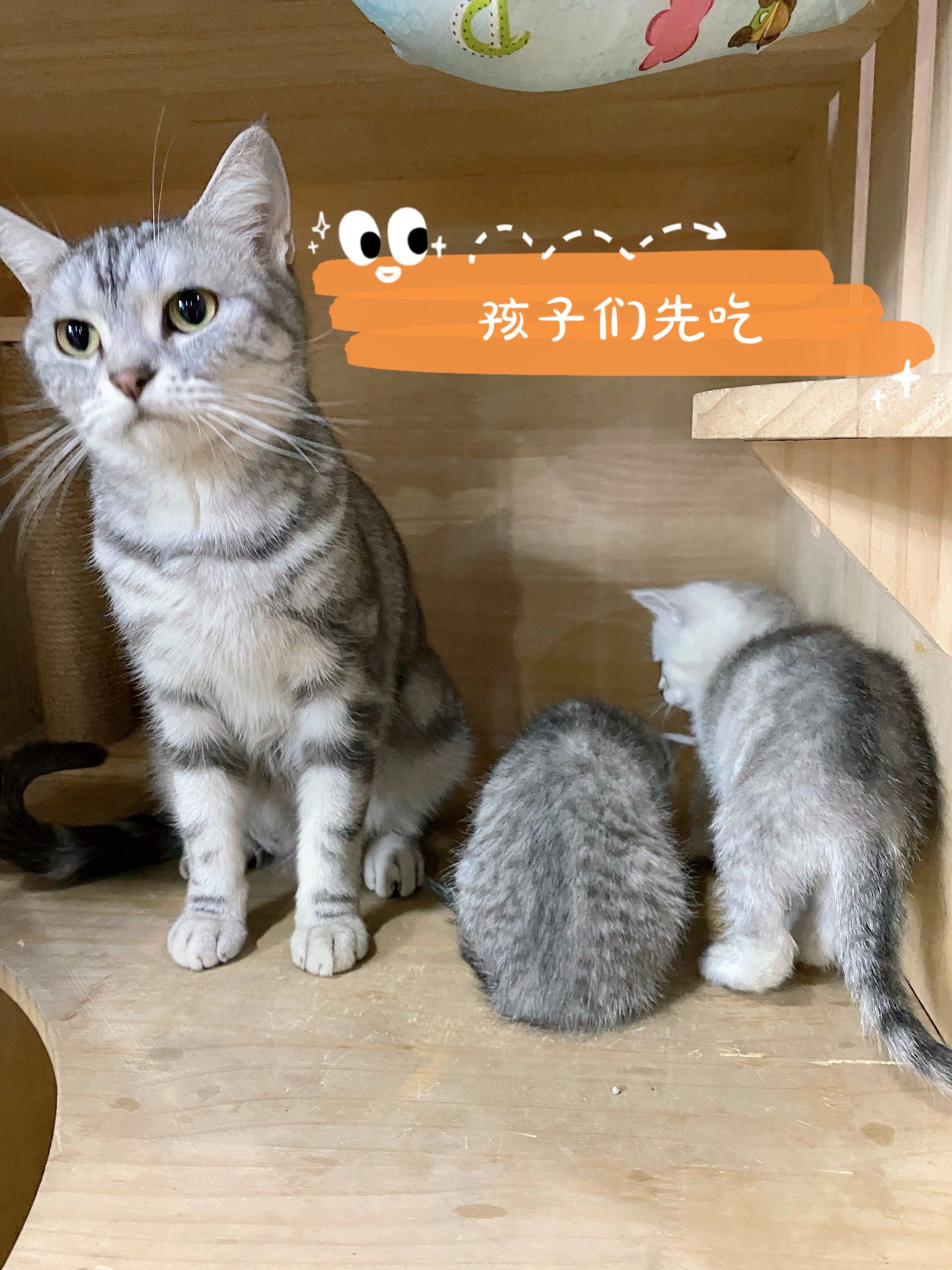 母爱泛滥的喵一家93