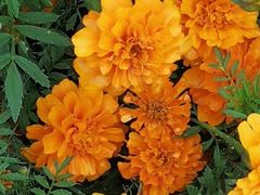 -长春公园(普阳街道)