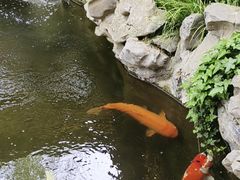 -鲤院·新中式美学·庭院餐厅(夫子庙店)