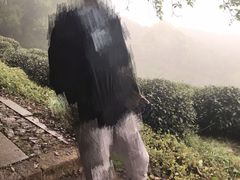 -龙井壹号·茶缘山景宴(龙井村店)
