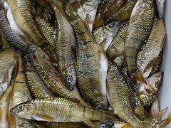 -畲乡一品鱼府土菜馆