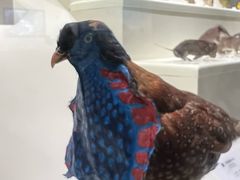 -四川大学博物馆