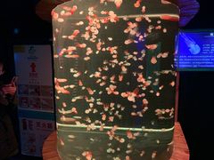 -多彩贵州城极地海洋世界