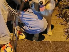 -翊宠yipet猫狗购宠庄园犬舍•猫舍