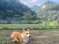 -趣多多宠物公园·宠物训犬学校·宠物寄养