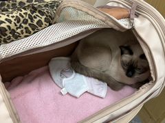 -芭比堂动物医院·CT·微创中心(新顺分院)