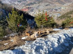 -五台山风景名胜区