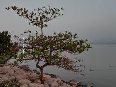 -深圳湾公园(南山区)
