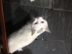 猫猫-新疆烧烤王(广灵店)