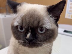 -瑞派康怡24h宠物医院·犬猫医疗中心·微创绝育(瑞景分院)