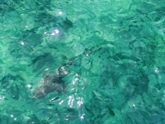 -东姑阿都拉曼海洋公园