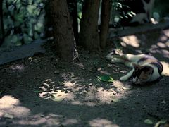 -上海佘山国家森林公园天马山园