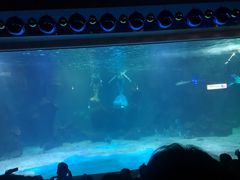 -石家庄海洋公园