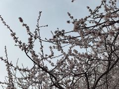 -桃花堤公园
