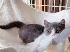 -70cat德文卷毛猫·缅因猫纯种猫舍