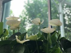 -上海鲜花港