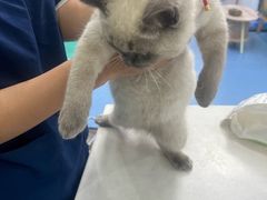 -博特宠物医院24h犬猫全科.骨科·异宠