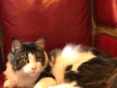 -猫大福·Fortune Cat猫舍(百子湾店)