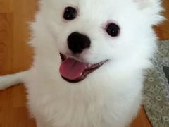 -爱宠屋pet shop·宠物洗澡·宠物美容