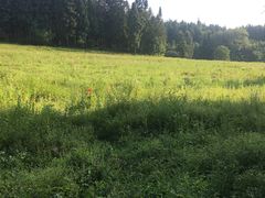 -武陵山森林公园