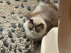 -喵屿·大理花园猫咖