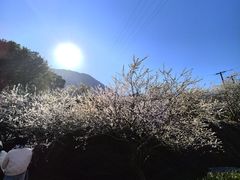 -广州市流溪河国家森林公园