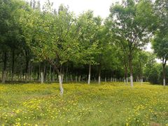 -永定河休闲森林公园