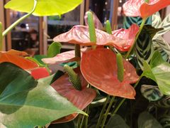 -Peet's Coffee皮爷咖啡(豫园店)