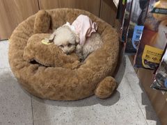 -FAELING PETS美天灵宠物(富力广场店)