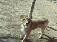 -北京野生动物园