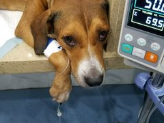 -伟伟宠物医院·CT影像中心·瑞派犬猫综合性门诊(汉口总院)