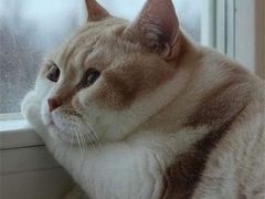 -薛记襄阳香辣牛肉面(平安路店)