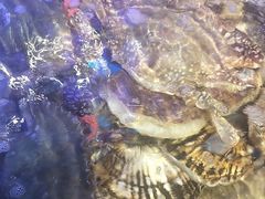 -77号渔船·蒸海鲜青岛菜(积米崖店)