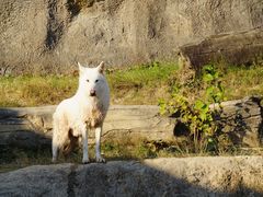 -杭州野生动物世界