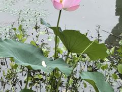 -东湖落雁景区