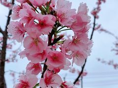 -顾村公园