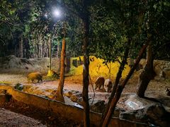 -清迈夜间动物园