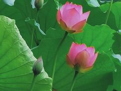 -荔湾湖公园