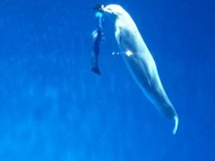 -芜湖新华联大白鲸海洋公园