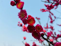 -莘庄梅园