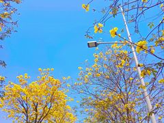 -洲头咀公园