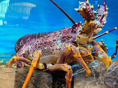 -西村日本料理(香格里拉饭店)