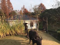 -上海长兴岛郊野公园