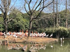 -上海野生动物园